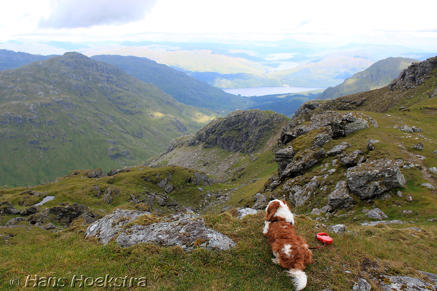 Hond geniet van het uitzicht