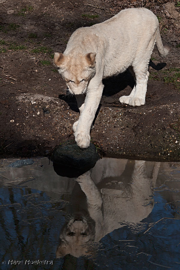 Leeuwtje 2