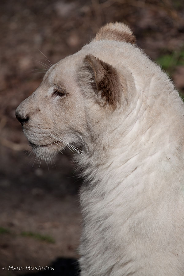 Leeuwtje 1