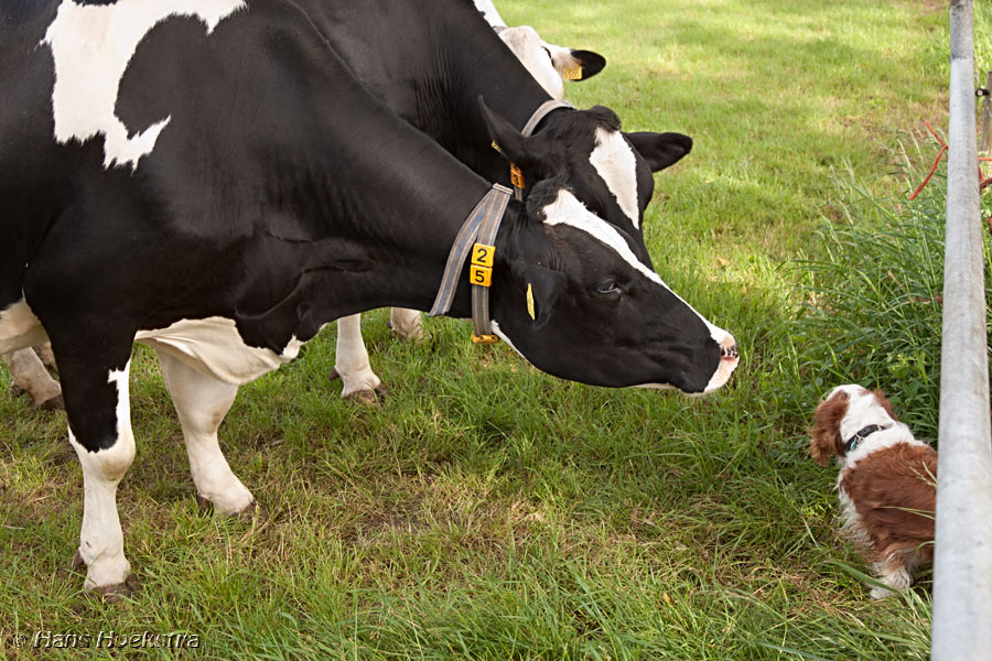 Wat ben jij nou voor dier?