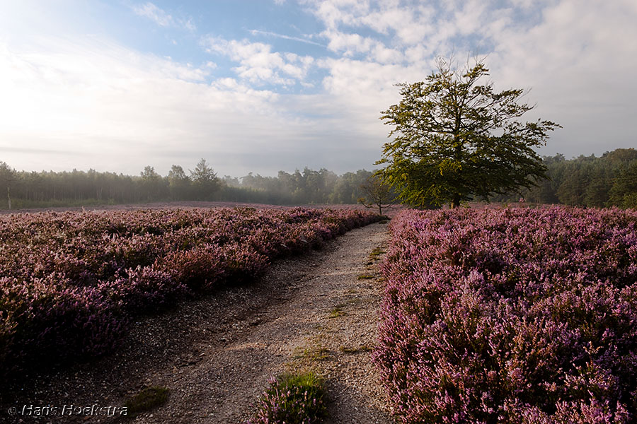 Heide op de Elsterberg