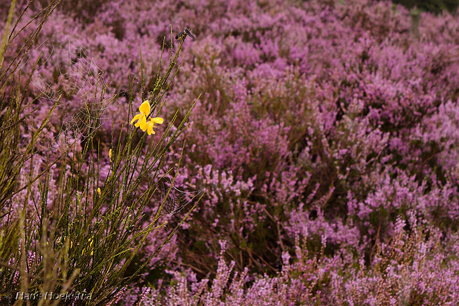 Laatste bloeiende brem 