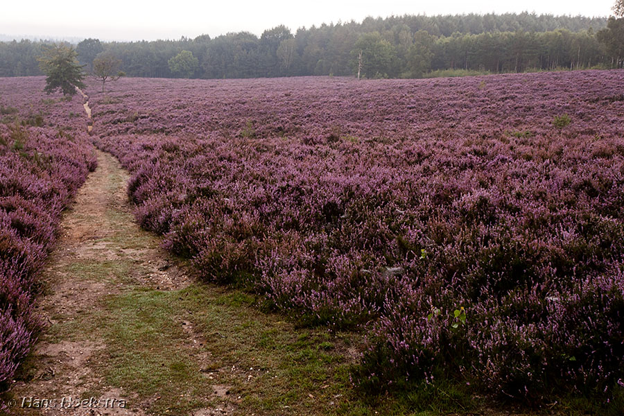 Heide op de Elsterberg