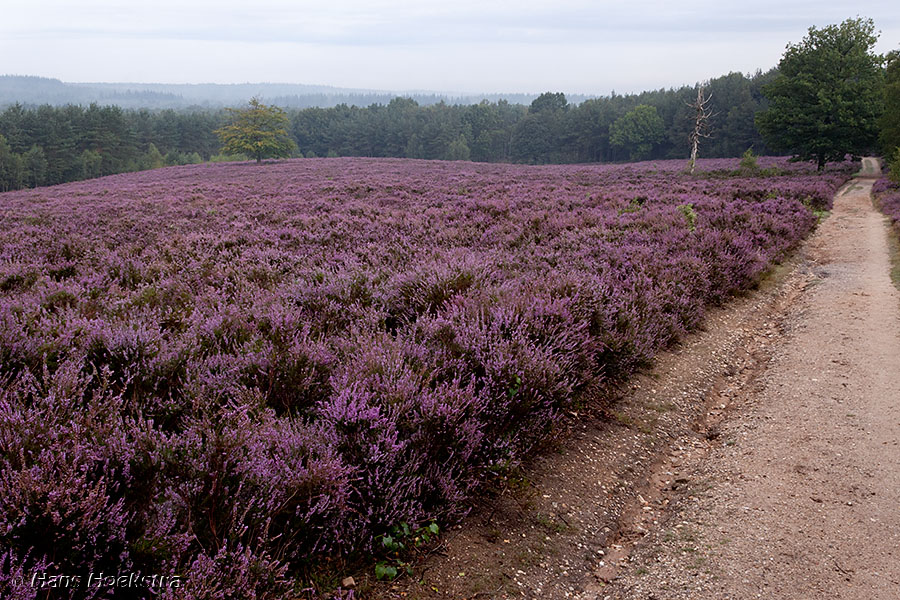 Heide op de Elsterberg