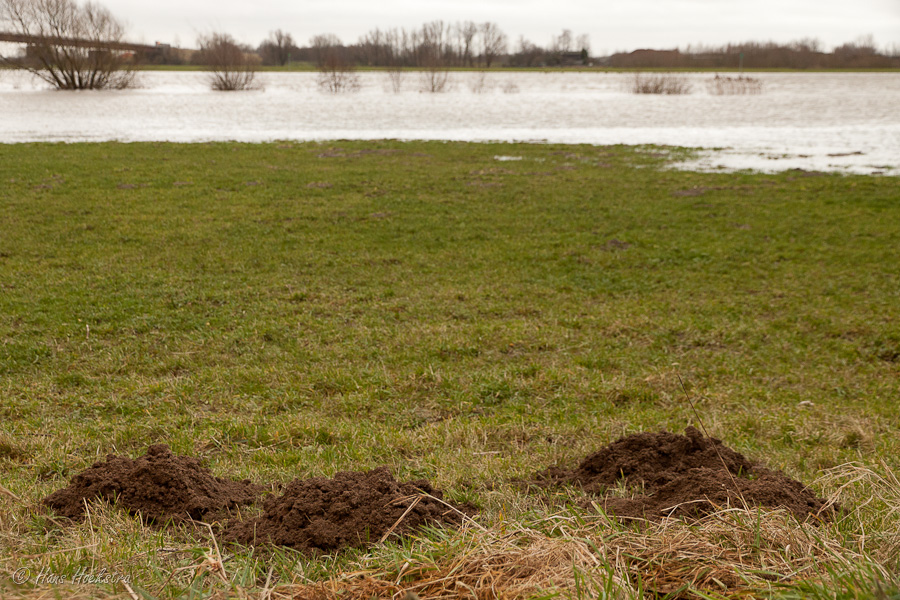 Zelfs de mollen zoeken een droger plekje Zelfs de mollen zoeken een droger plekje