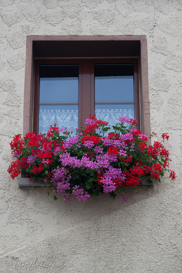 Geraniums zie je overal in Zwitserland