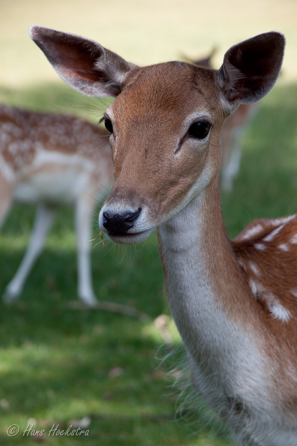Wat is een park zonder hertenkampje Wat is een park zonder hertenkampje