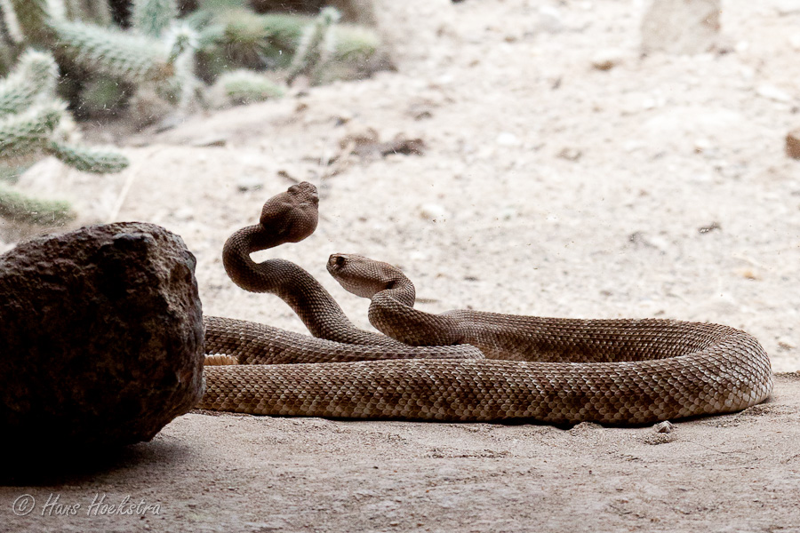 "Dansende" ratelslangen