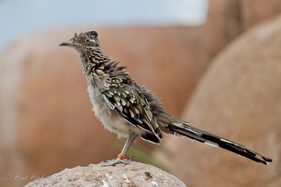 Miep, miep! Een renkoekoek