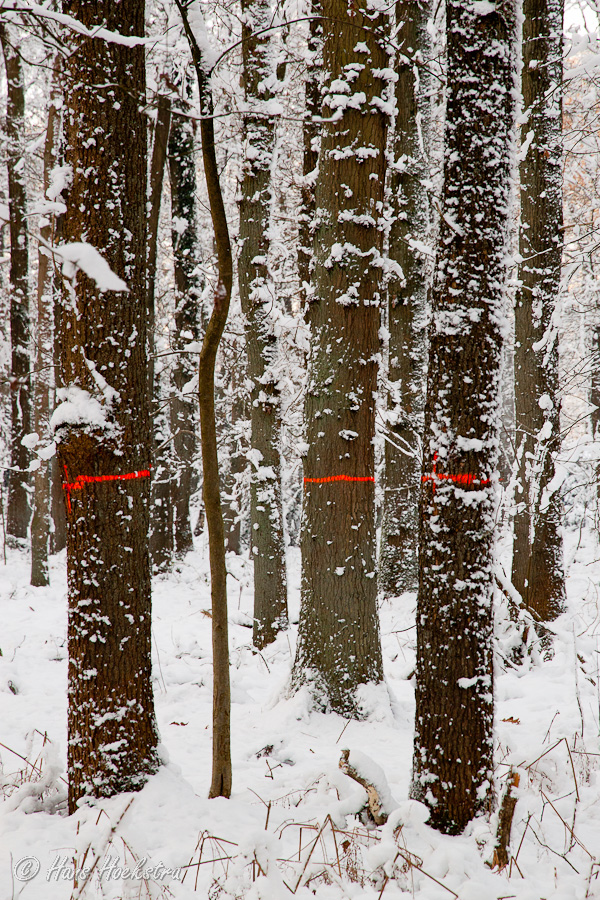 Staan deze er volgend jaar nog?