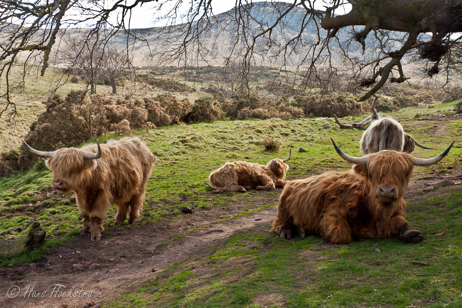 Vriendelijke Highlanders