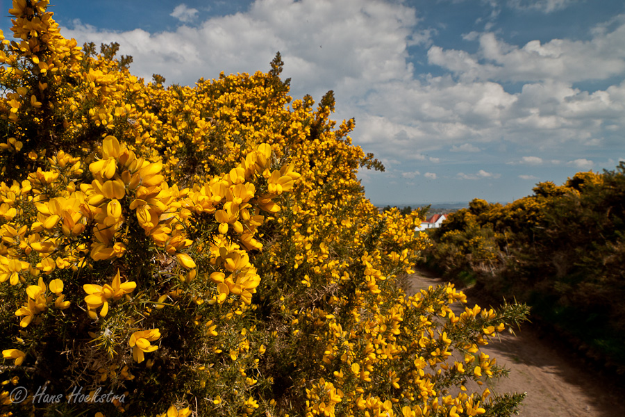 Bloeiende Gaspeldoorn