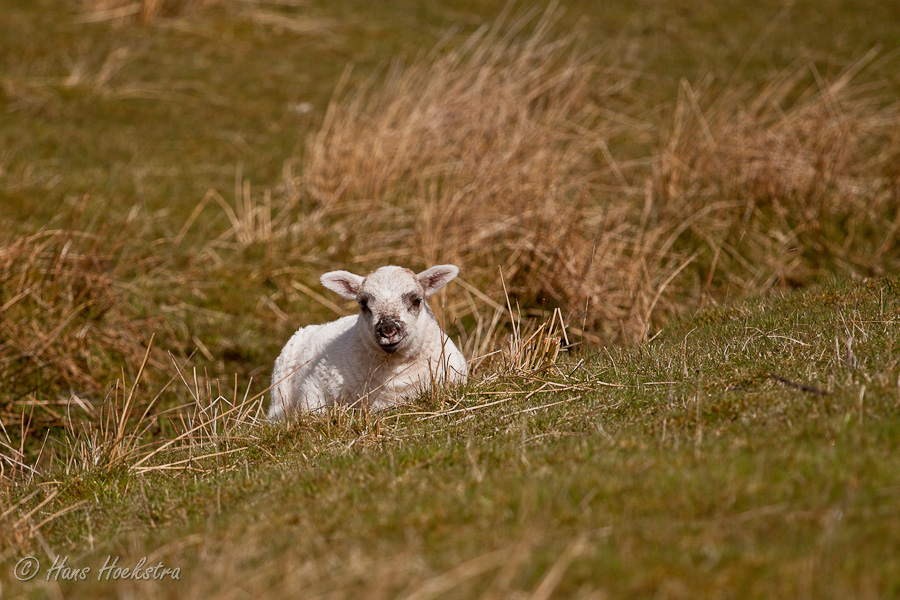 Lammetje 