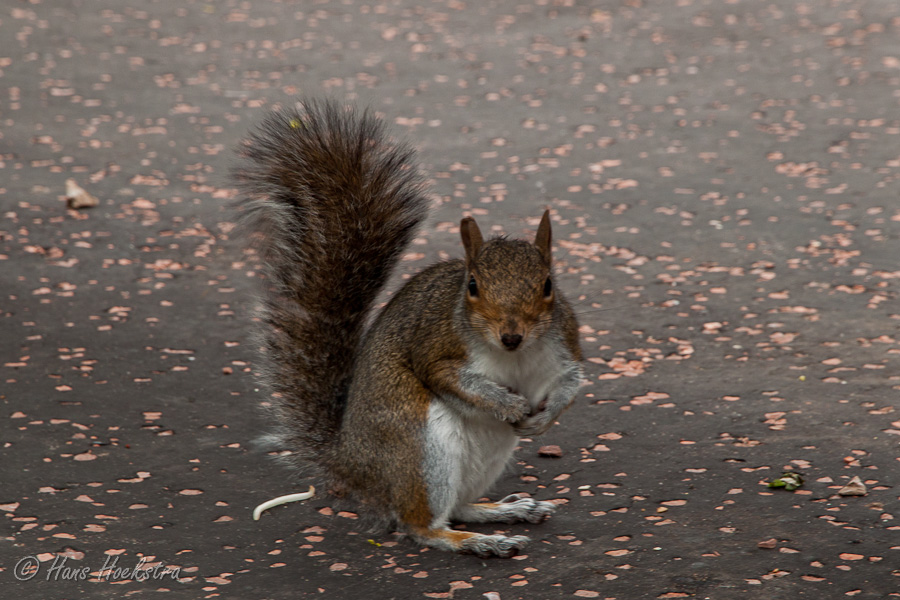 Grijze eekhoorn in Princes street gardens