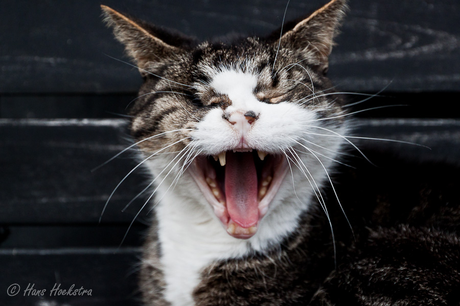 Woudrichem? Slaap krijg ik ervan!