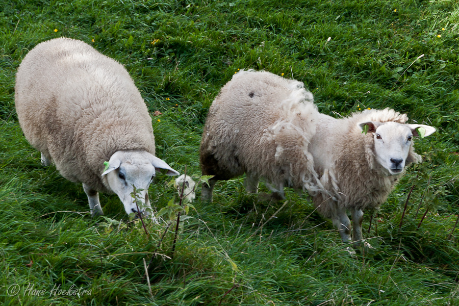 Schaap met stormschade