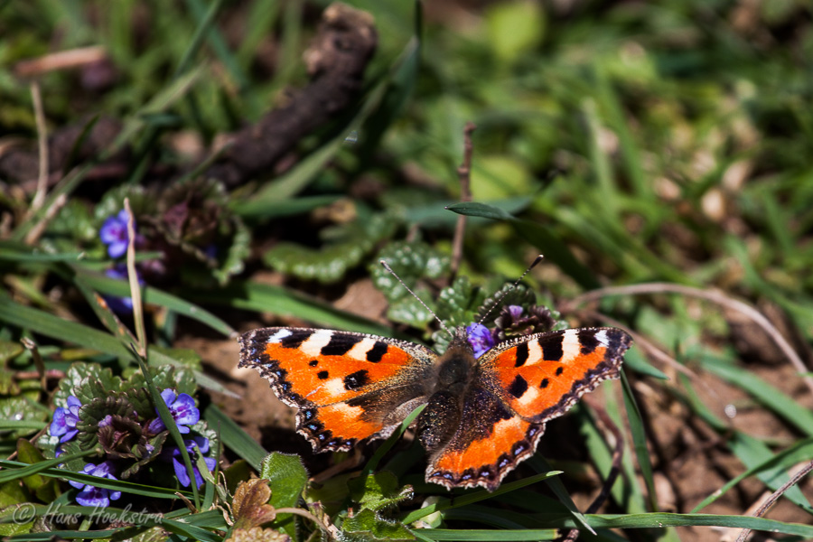 Een vroege vlinder (Kleine vos)