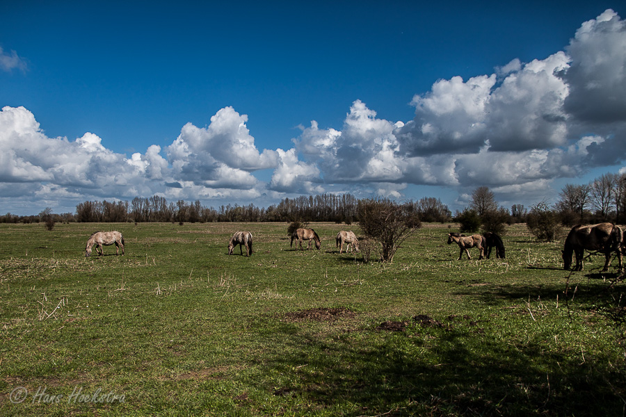 Oerhollandse luchten