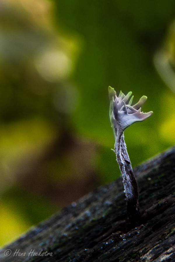 Herfstbos Oosterbeek