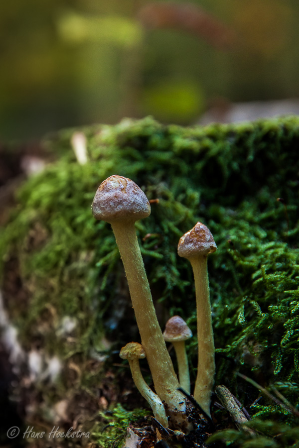 Herfstbos Oosterbeek