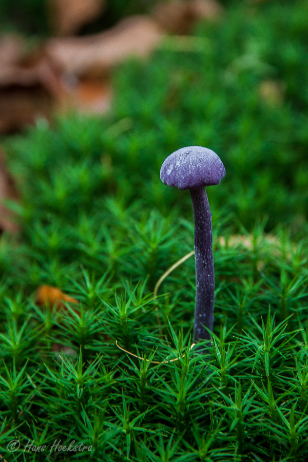 Herfstbos Oosterbeek