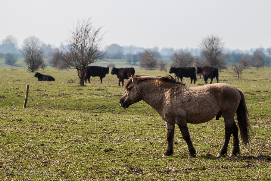 Paarden en Runderen