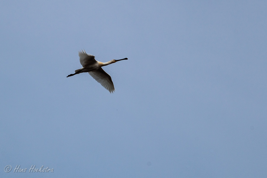 Lepelaar in volle vlucht