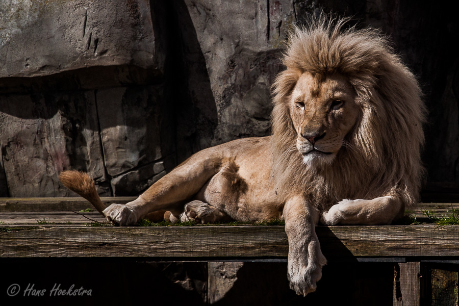 Koning Leeuw