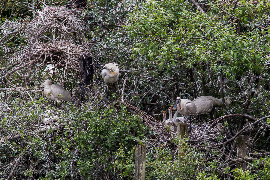 Lepelaar voert jongen